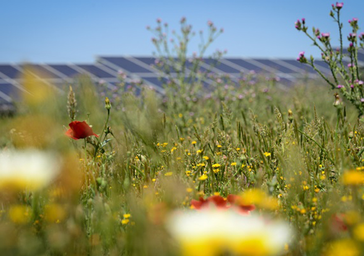 Foto El proyecto fotovoltaico de Safarich obtiene el Certificado UNEF de Excelencia para la Sostenibilidad y la conservación de la Biodiversidad.